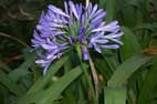 agapanthus auch in blau