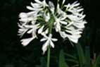 Agapanthus